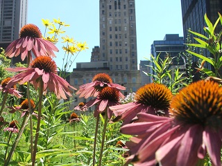 roofgarden320