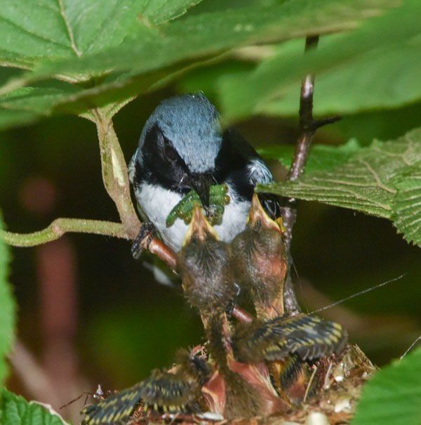Photo: Tallamy Black-throated Blue Warbler