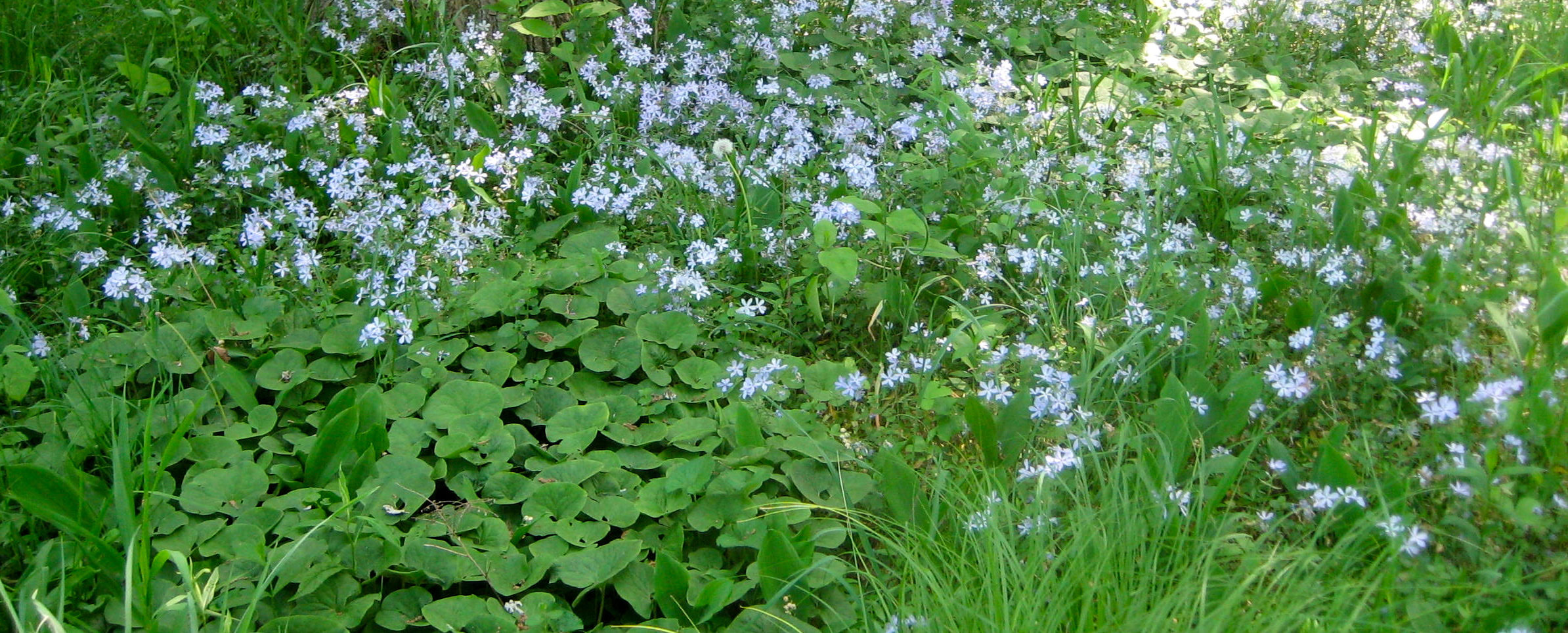 carols-wild-blue-phlox