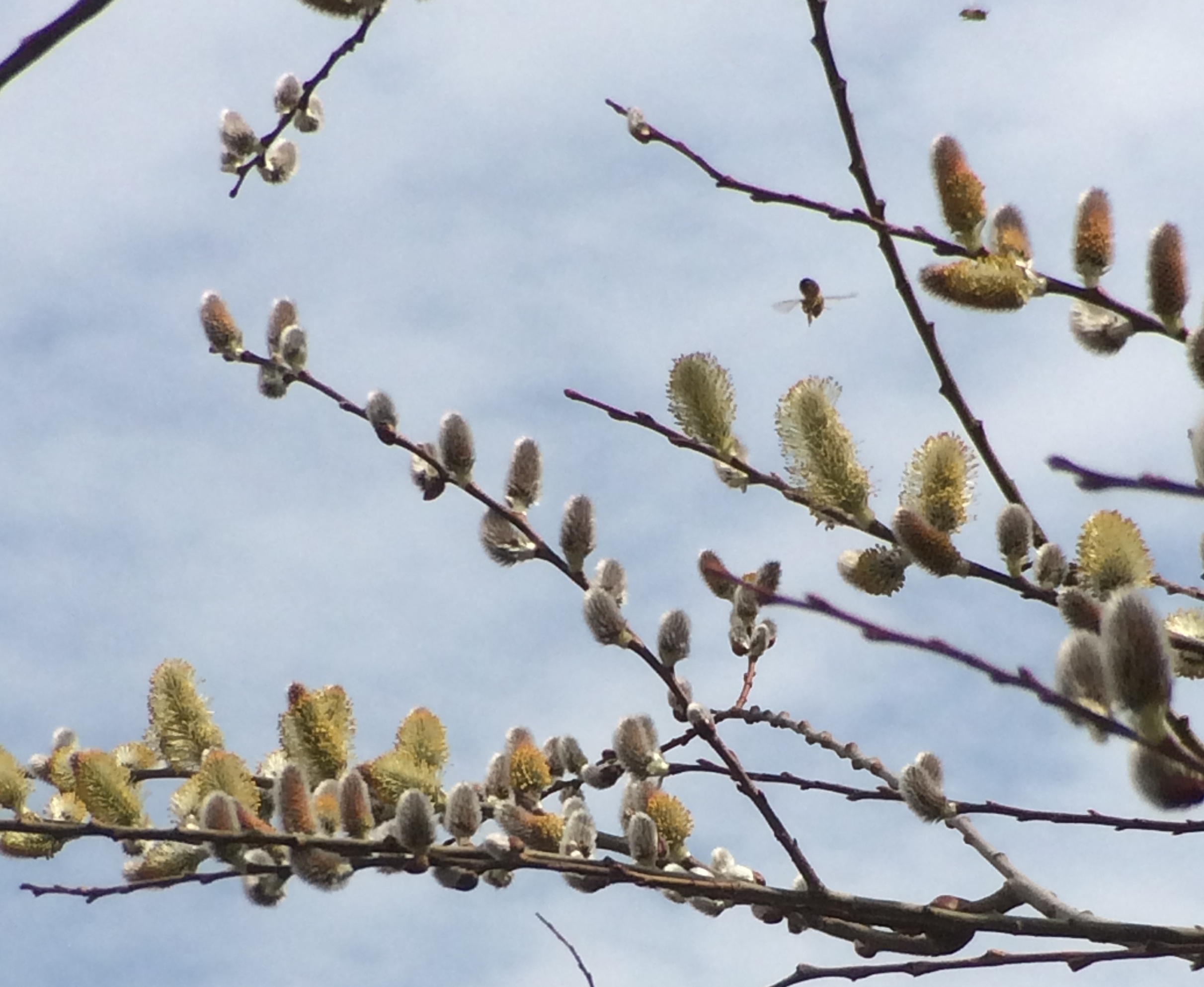 Pussy Willow 