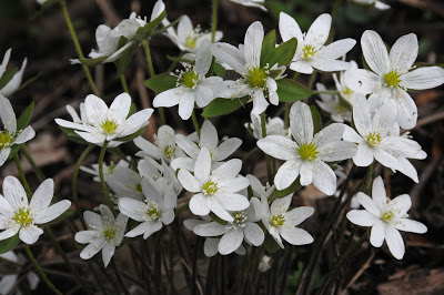 Sharp-leaved Hepatica