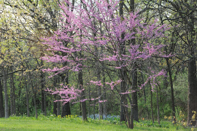 lindas-redbud