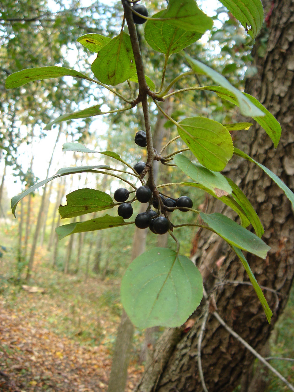 buckthorn berries