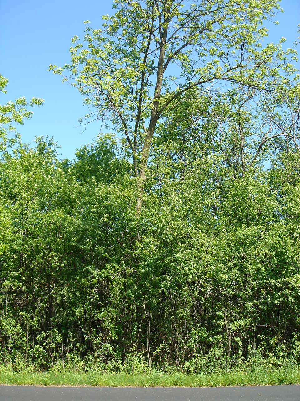 Buckthorn in growing season