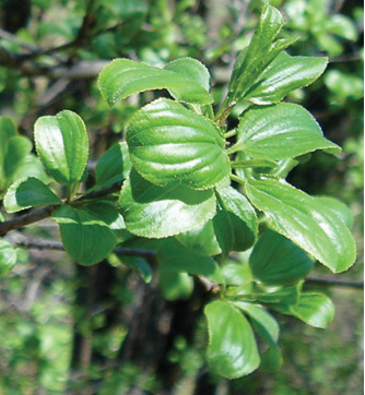 Buckthorn leaves
