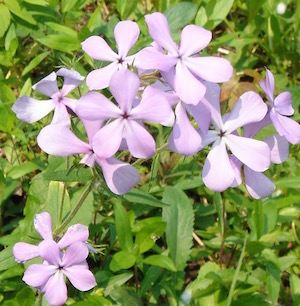 DamesRocketSimNatv_5petalPhlox