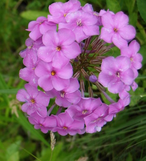 Native similar to Dame's Rocket