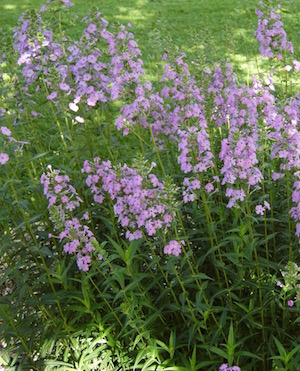 Native similar to Dame's Rocket