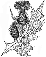 Bull Thistle cila8_001__fmt