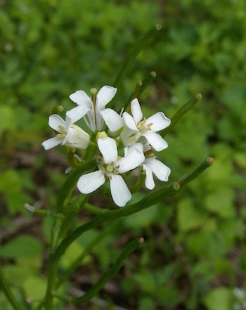 garlic_mustard_petals_small