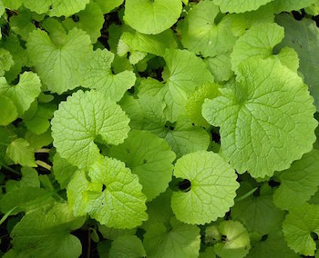 Leaves