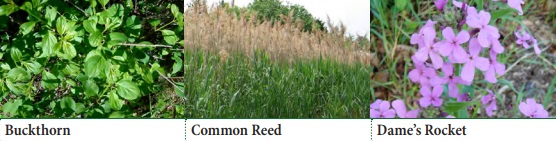 Buckthorn, Common Reed, Dame's Rocket