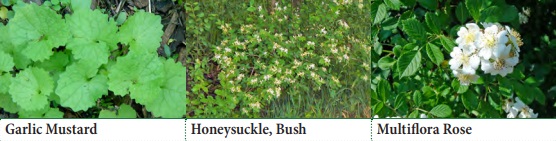 Garlic Mustard, Honeysuckle (Bush), Multiflora Rose