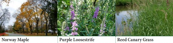 Norway Maple, Purple Loosestrife, Reed Canary Grass