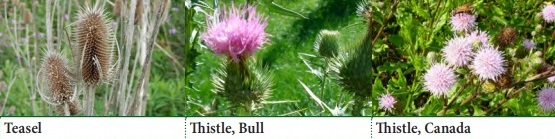 Teasel, Thistle (Bull), Thistle (Canada)