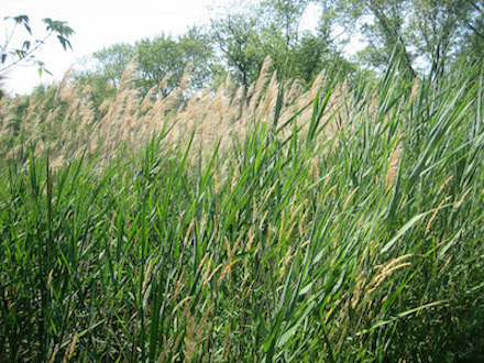 Phragmites