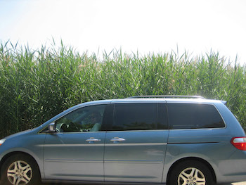 common reed height