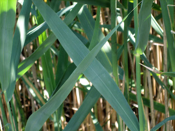 stems and leaves