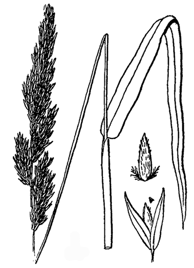 Phalaris arundinacea drawing