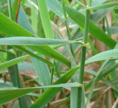 ligules