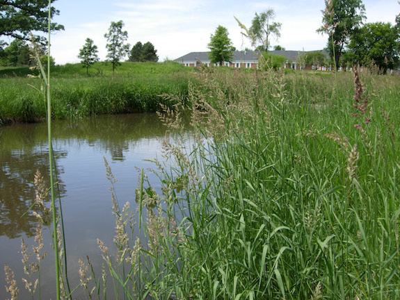 Reed canary grass