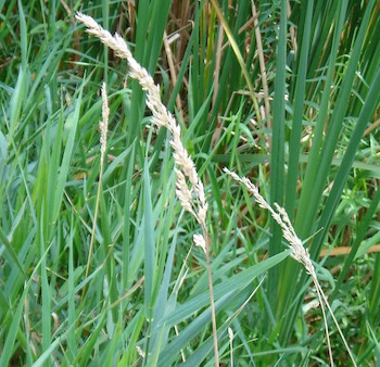 seed head
