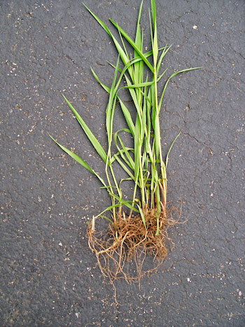 leaves and rhizome structure