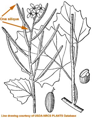 Seed pods