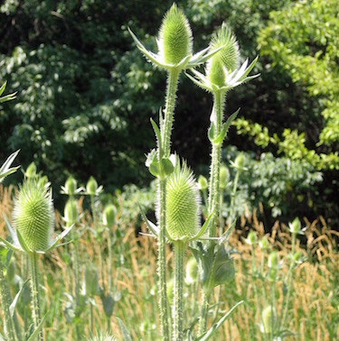 teasel in field