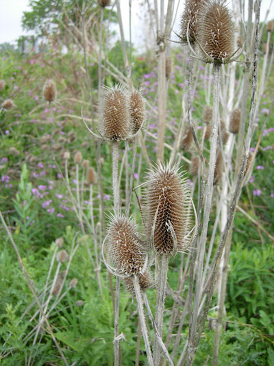 dried teasel