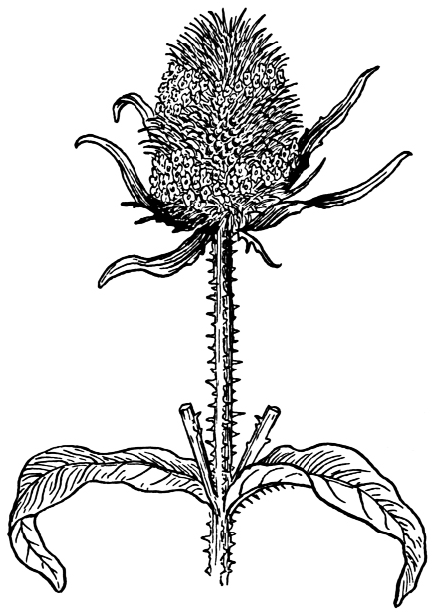 Common teasel drawing