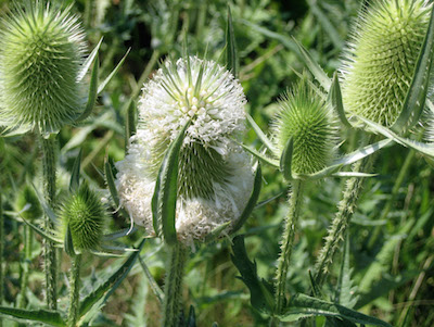 teasel flower