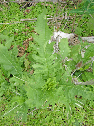 teasel leaves