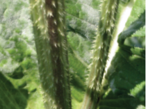 teasel stems