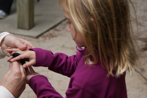 bird banding