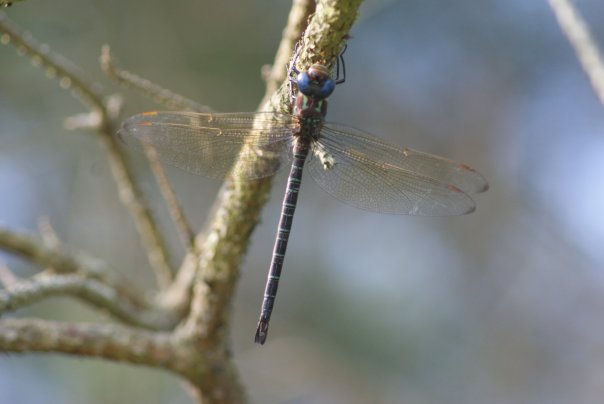 dragonfly