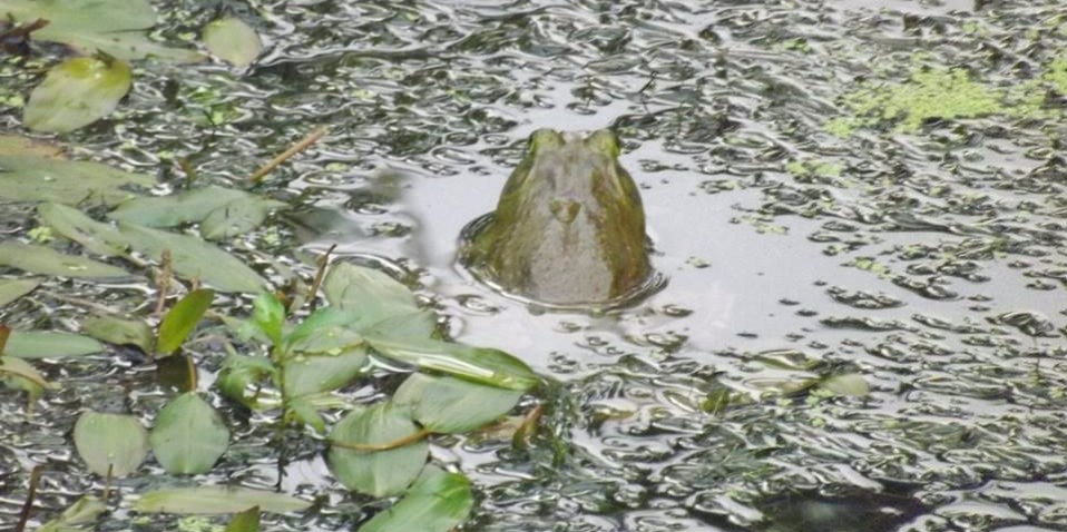 frog - Edited.jpg