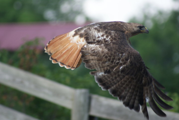 hawk