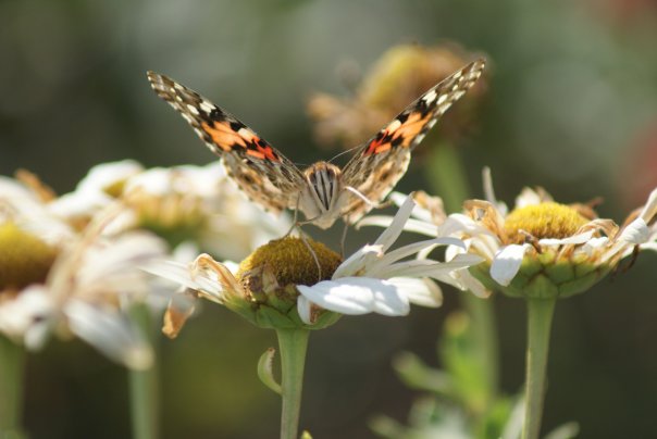 painted lady