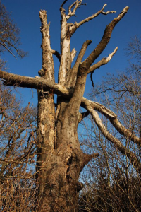 Snag wildlife tree